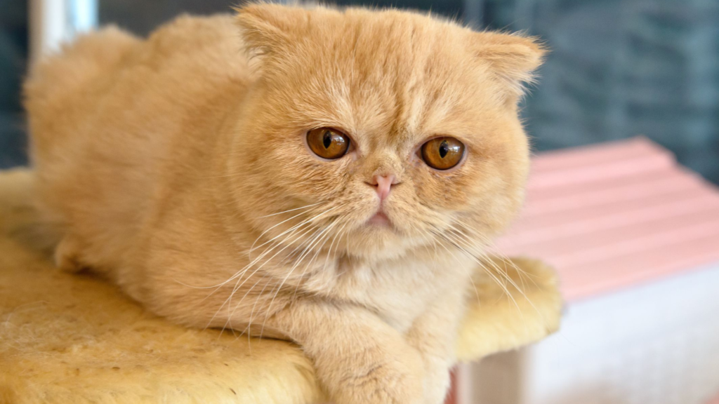Exotic Shorthair Cat Price in Lucknow