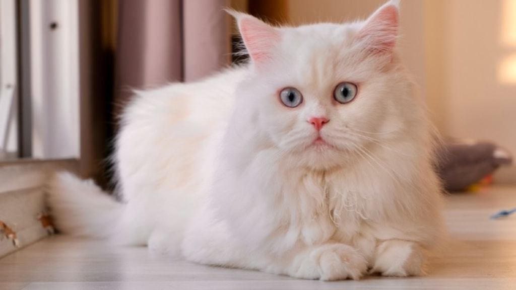 Doll-face Persian Cat Price in Lucknow