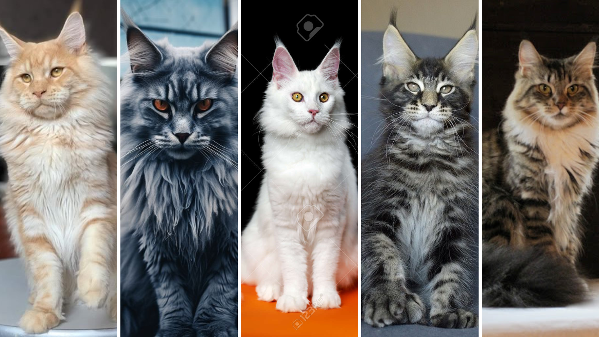 Top 11 Types of Maine Coon Cat Price in India and Colors