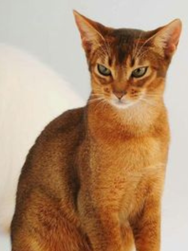 Top 10 Most Expensive Cat Breeds in India