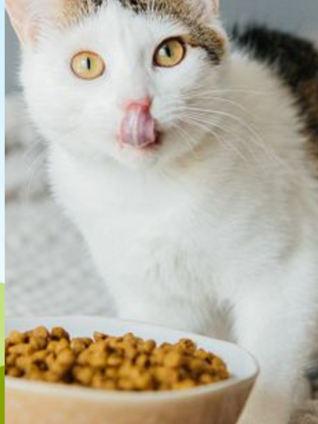 Top 10 Best Persian Cat food in India Online