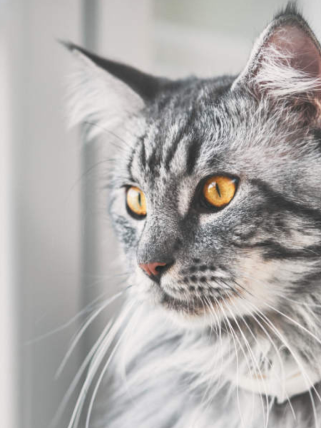 Maine Coon Cat Price in Bangalore