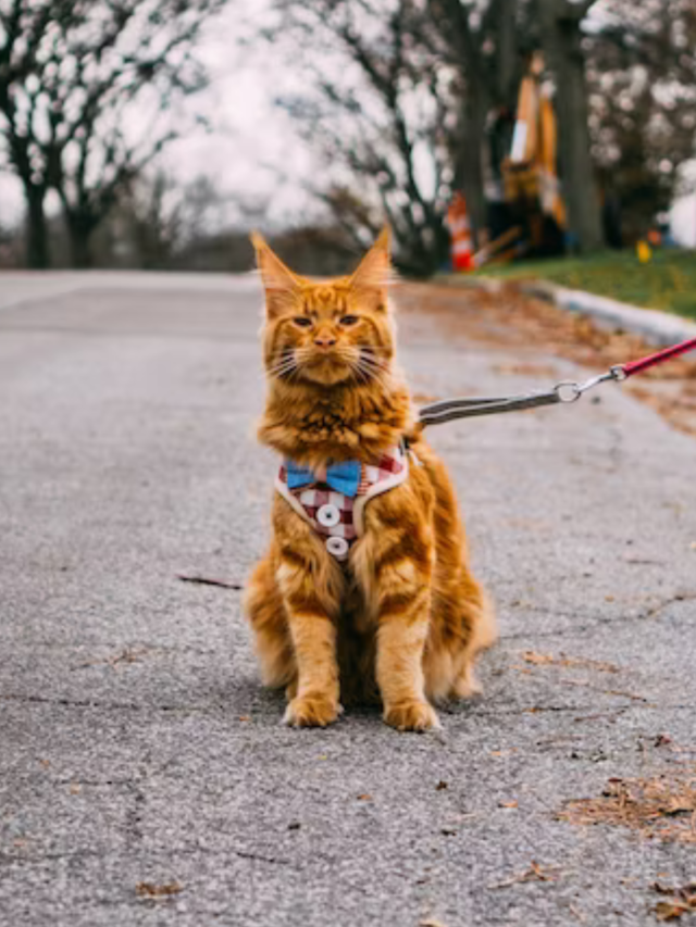 Maine Coon Cat Price in Kerala