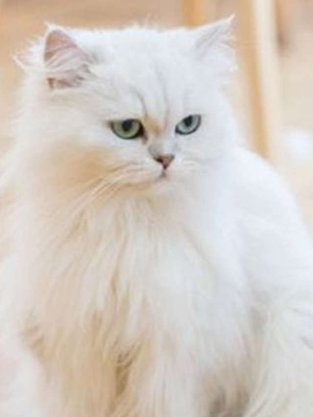 Doll Face Persian Cat Price in Kerala