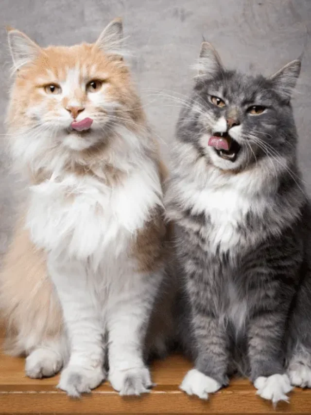 Top 10 Types of Maine Coon Cat Colors, Bi-color Maine Coon Cat