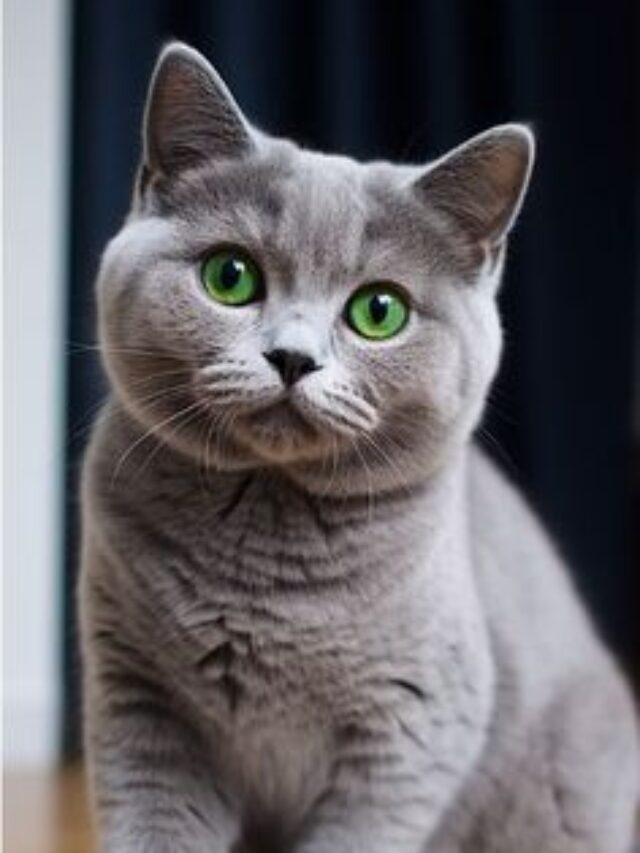 Blue domestic shorthair cat price in India