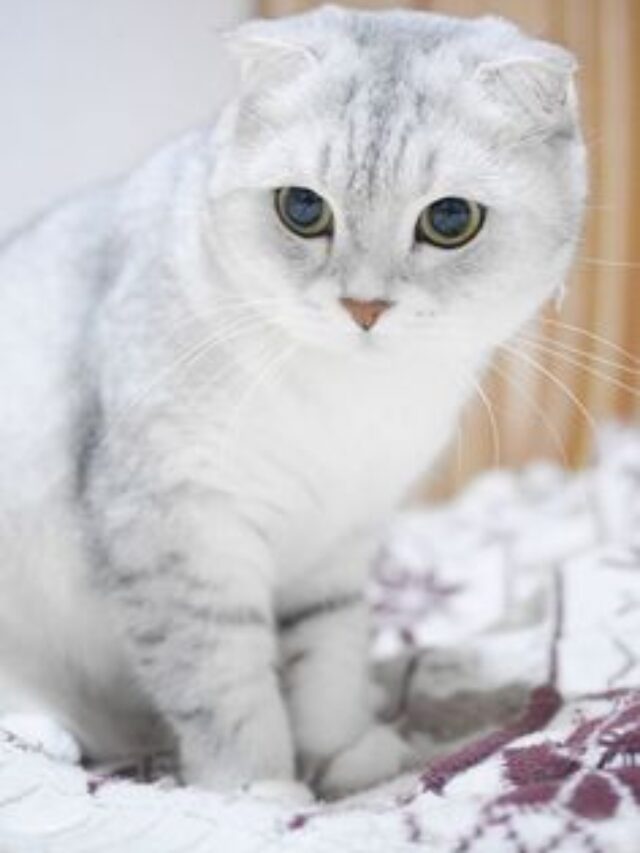 Domestic Shorthair
