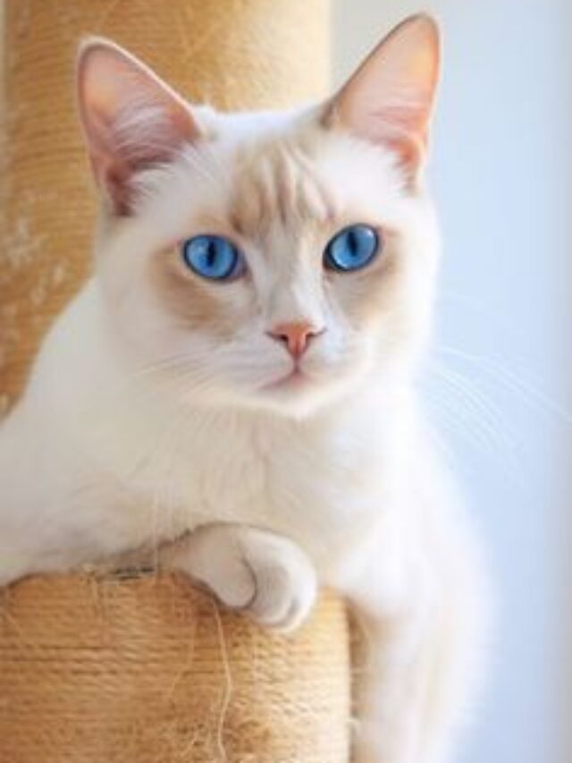 Siamese Cat