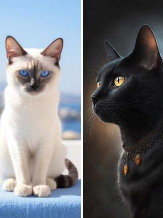 Top 10 Cat Breeds in India With Price