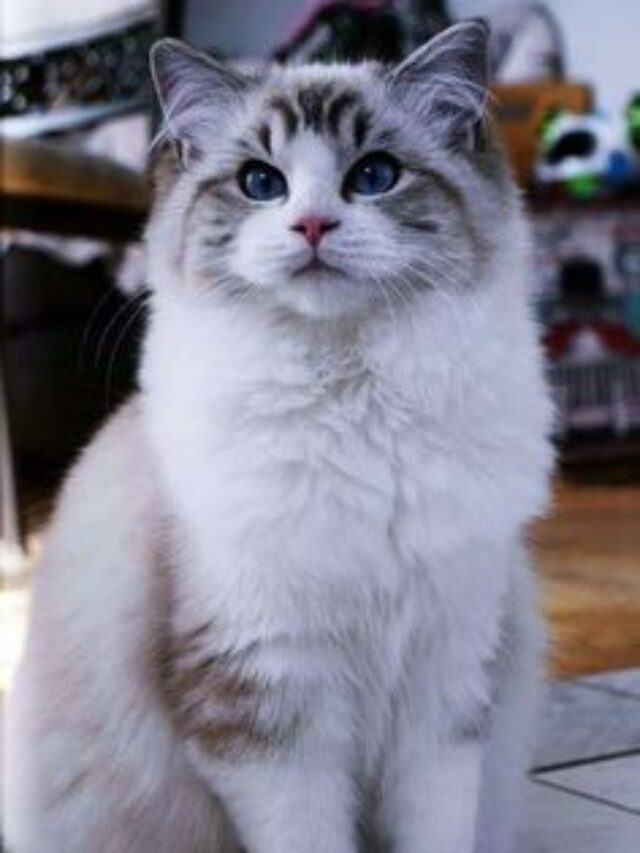 Persian Cat Price in Jammu and Kashmir