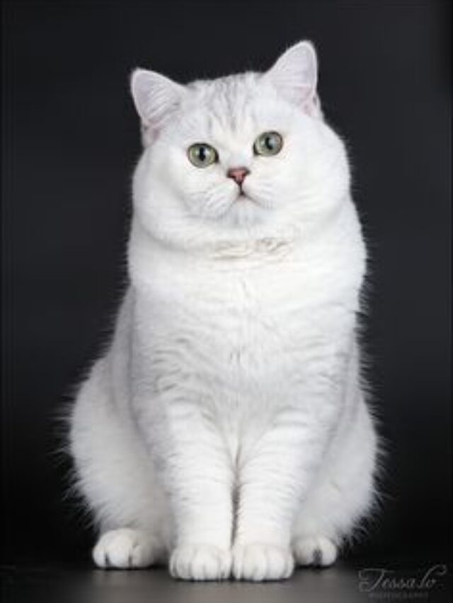 White British Shorthair Cat Price in India