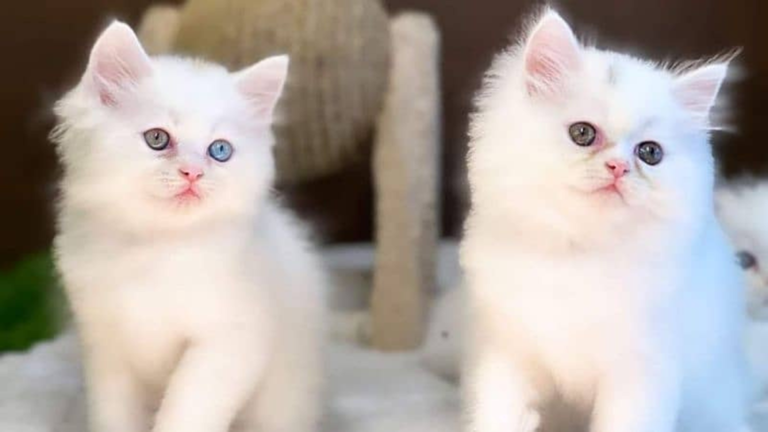 The Enchanting Triple Coat Persian Cat Price In India 2024: Unveiling ...