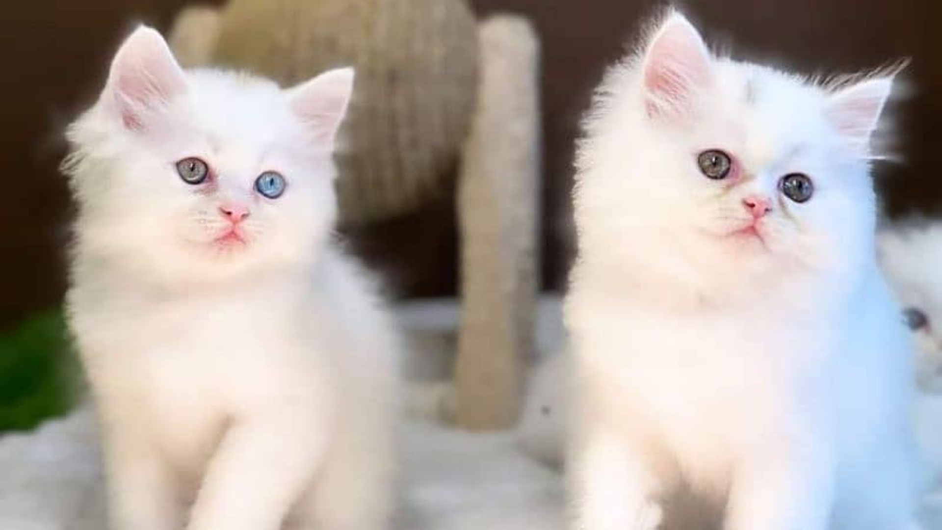Triple Coat Persian Cat Price in India