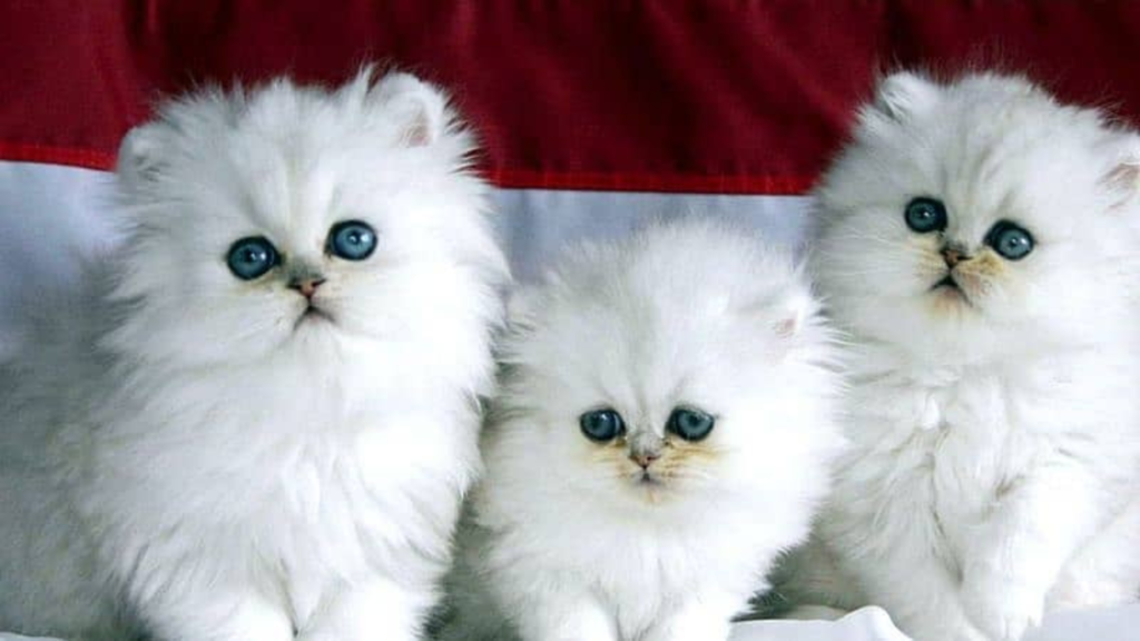 Triple Coat Persian Cat Price in India