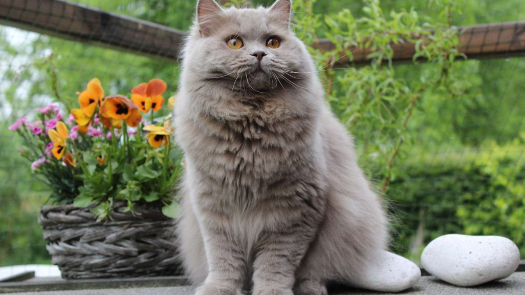 persian cat for sale 3000 in srinagar