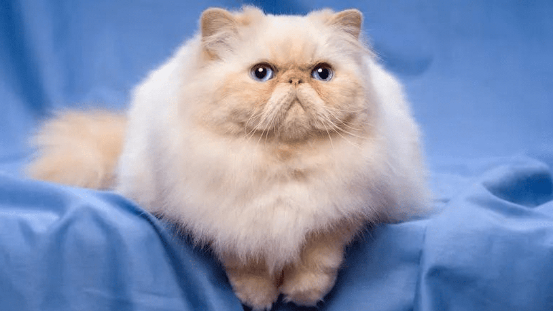 Guide To Buying Persian Cat in India 2024