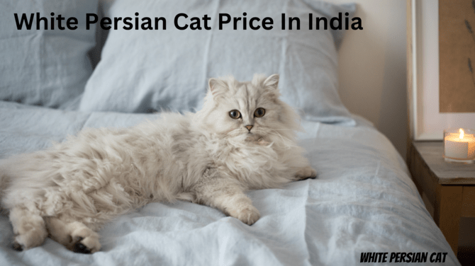 Persian cat price in Jammu and Kashmir

