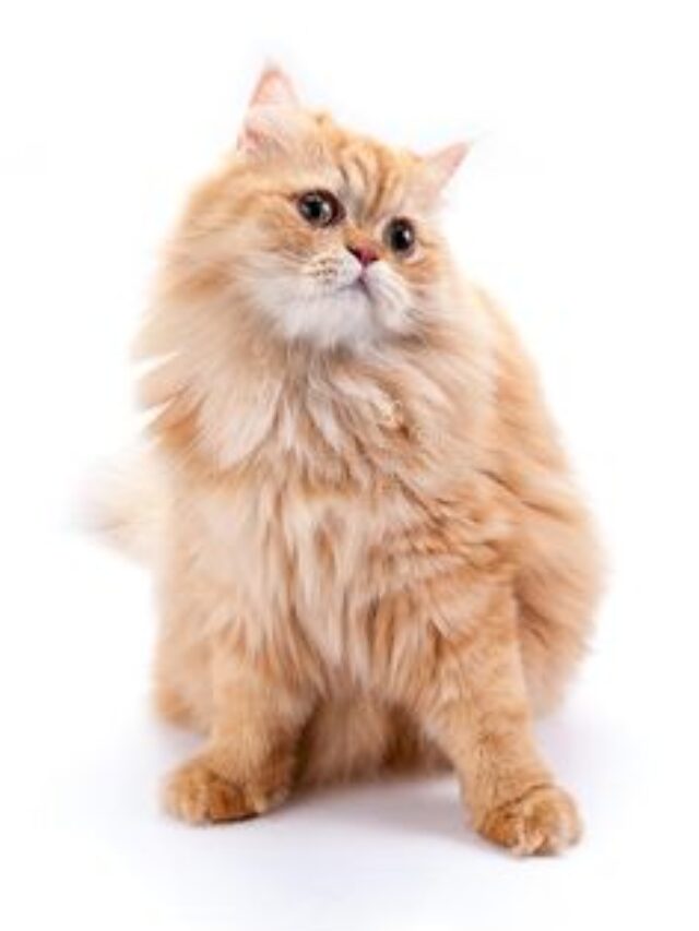 Golden Persian Cat Price in India