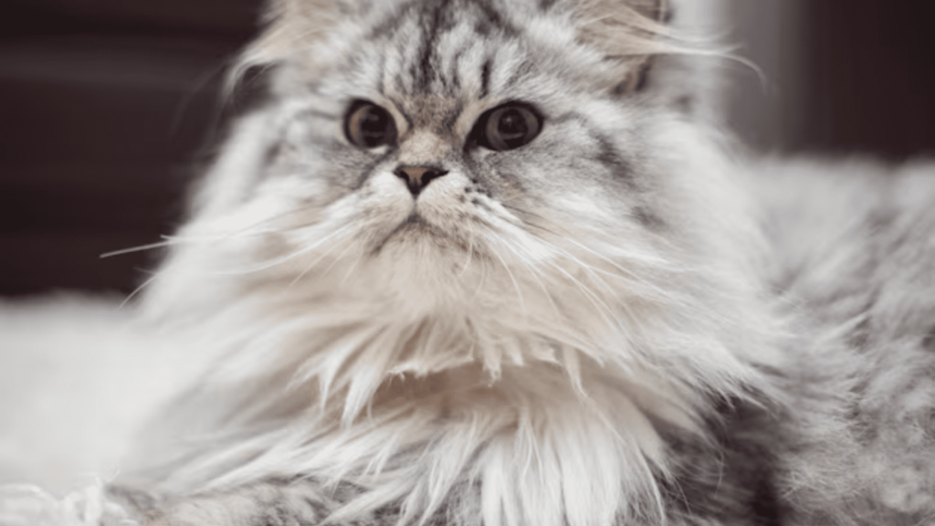 Persian Cat Under 1000