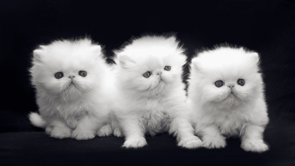 White Cute Persian Cat Price In India 2024