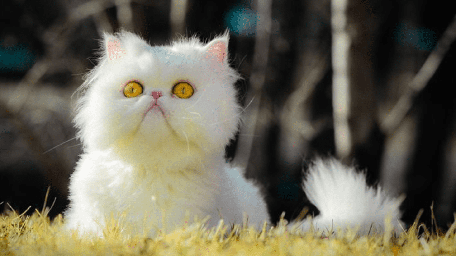 White Cute Persian Cat Price In India 2024