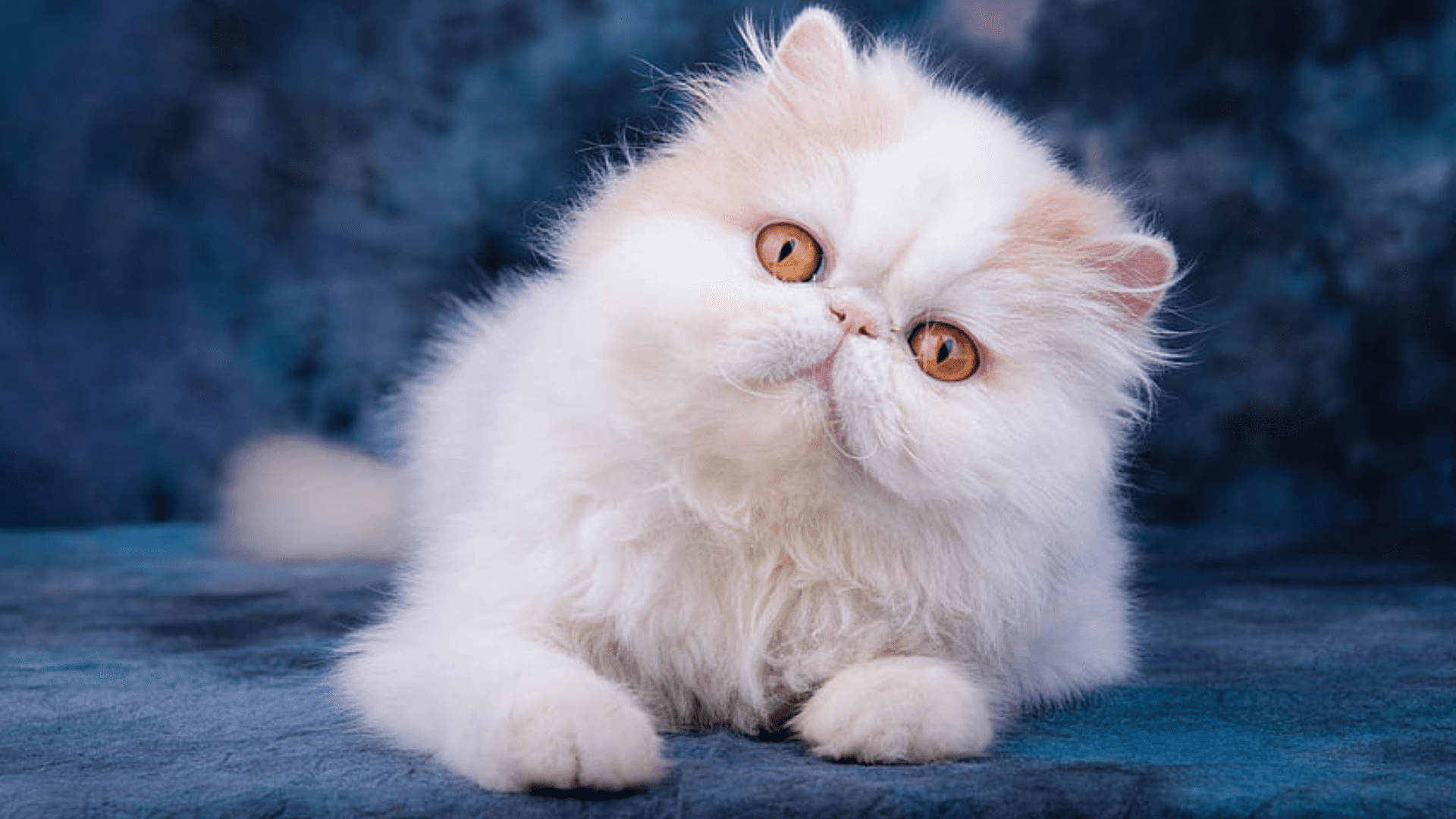 Persian Cat for Sale 3000 in Coimbatore