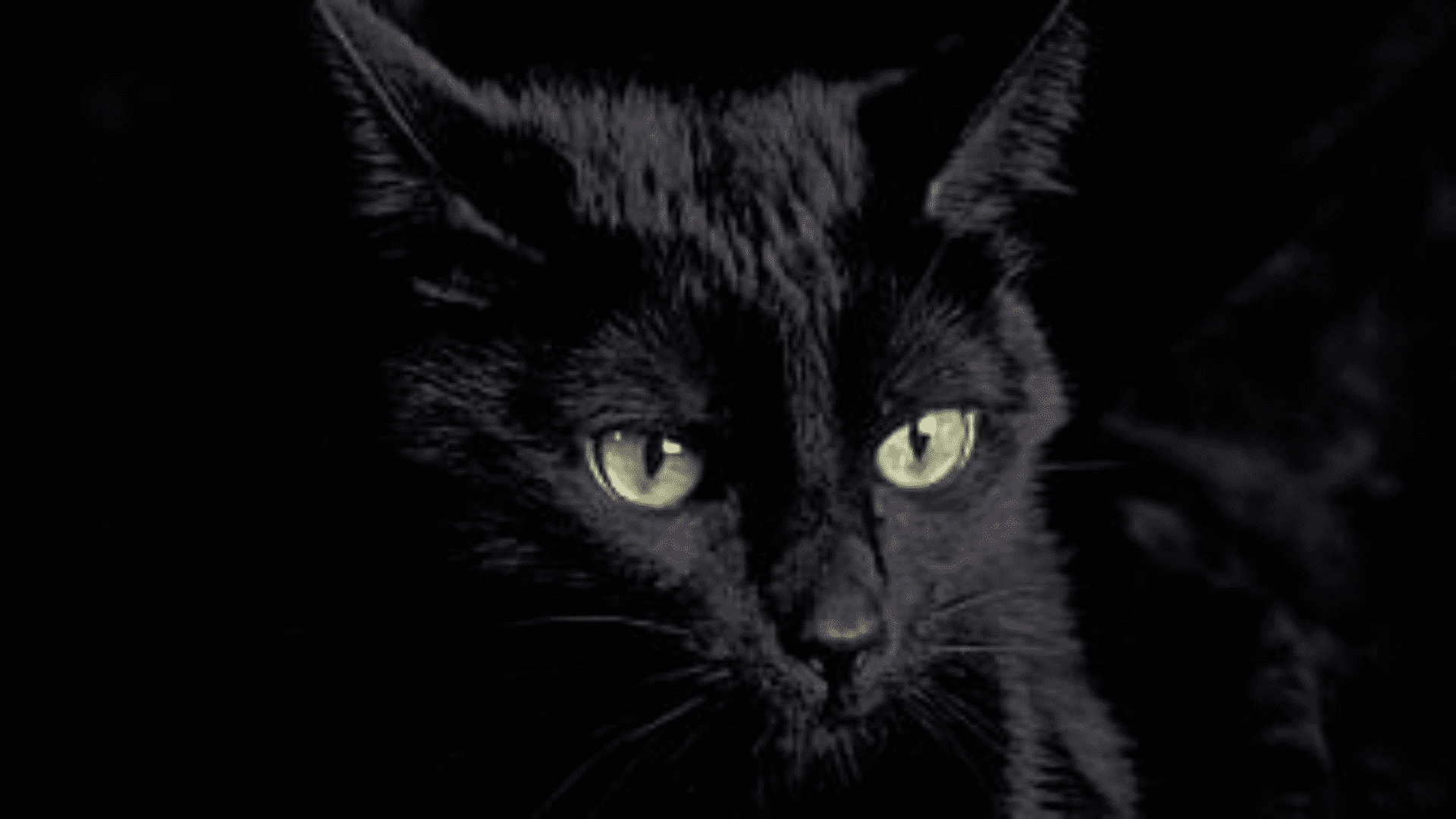 black persian cat price in india 2024