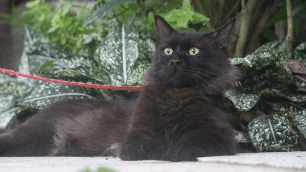 black persian cat price in india 2024