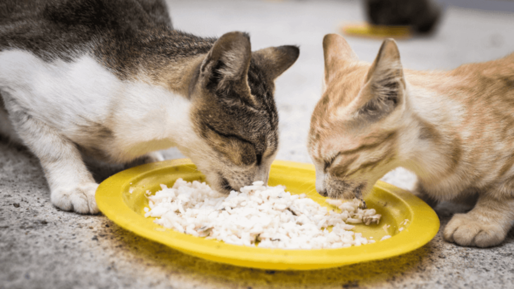 homemade food for Persian cats