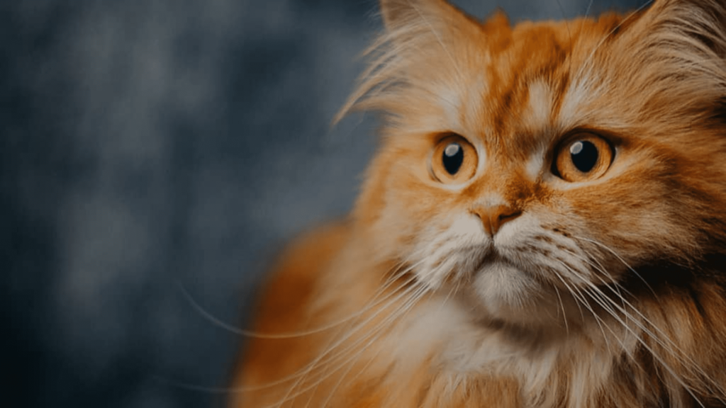 orange persian cat Price in India, Persian Cat for Sale 3000 in Coimbatore