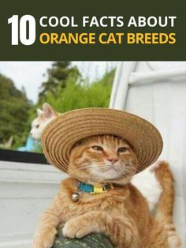 Top 10 Physical Characteristics of an Orange Persian cat