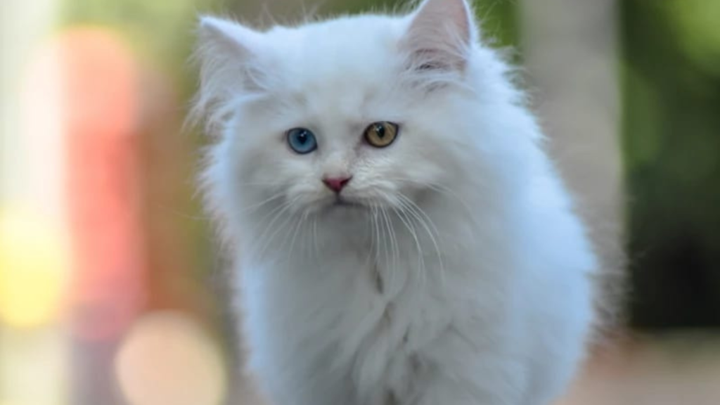 white persian cat price in kolkata