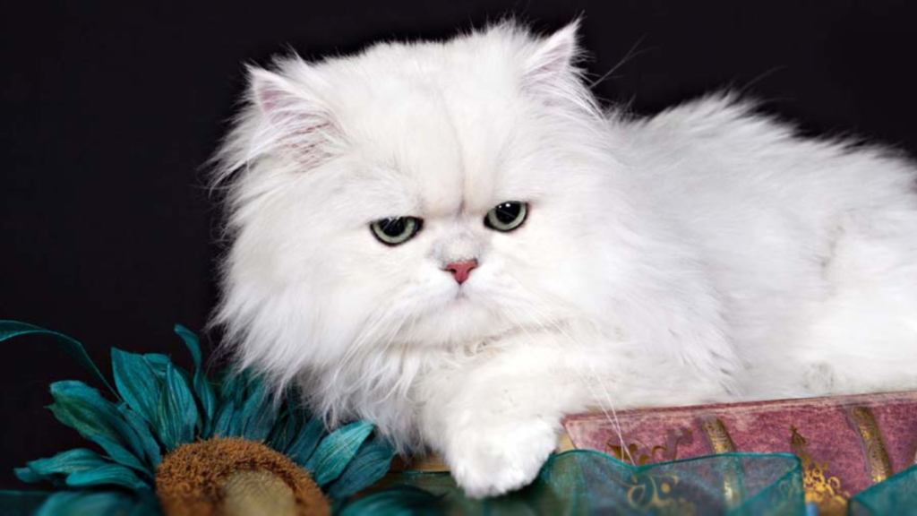 white persian cat price in kolkata