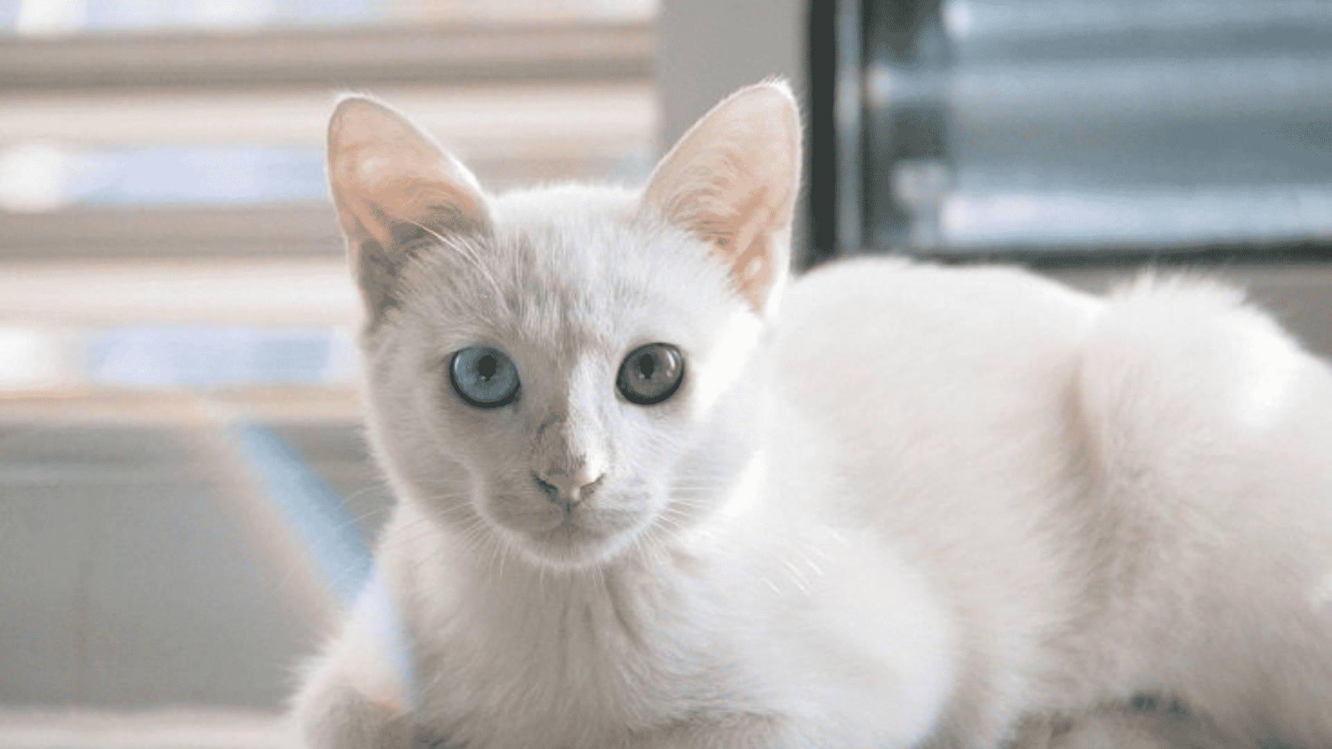 persian cat characteristics