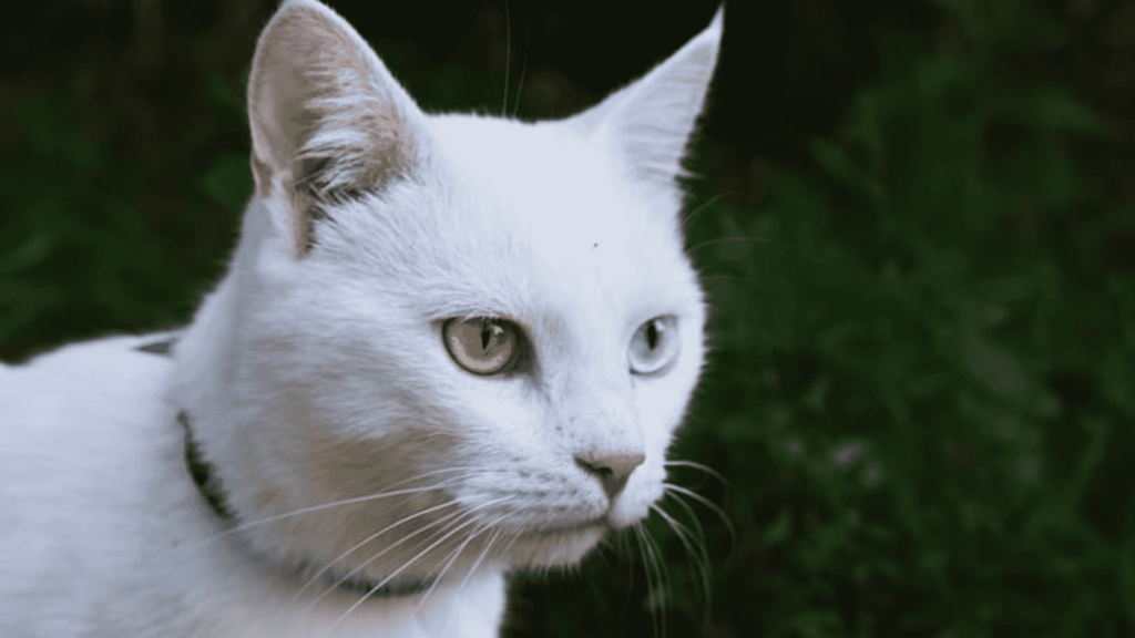 persian cat characteristics
