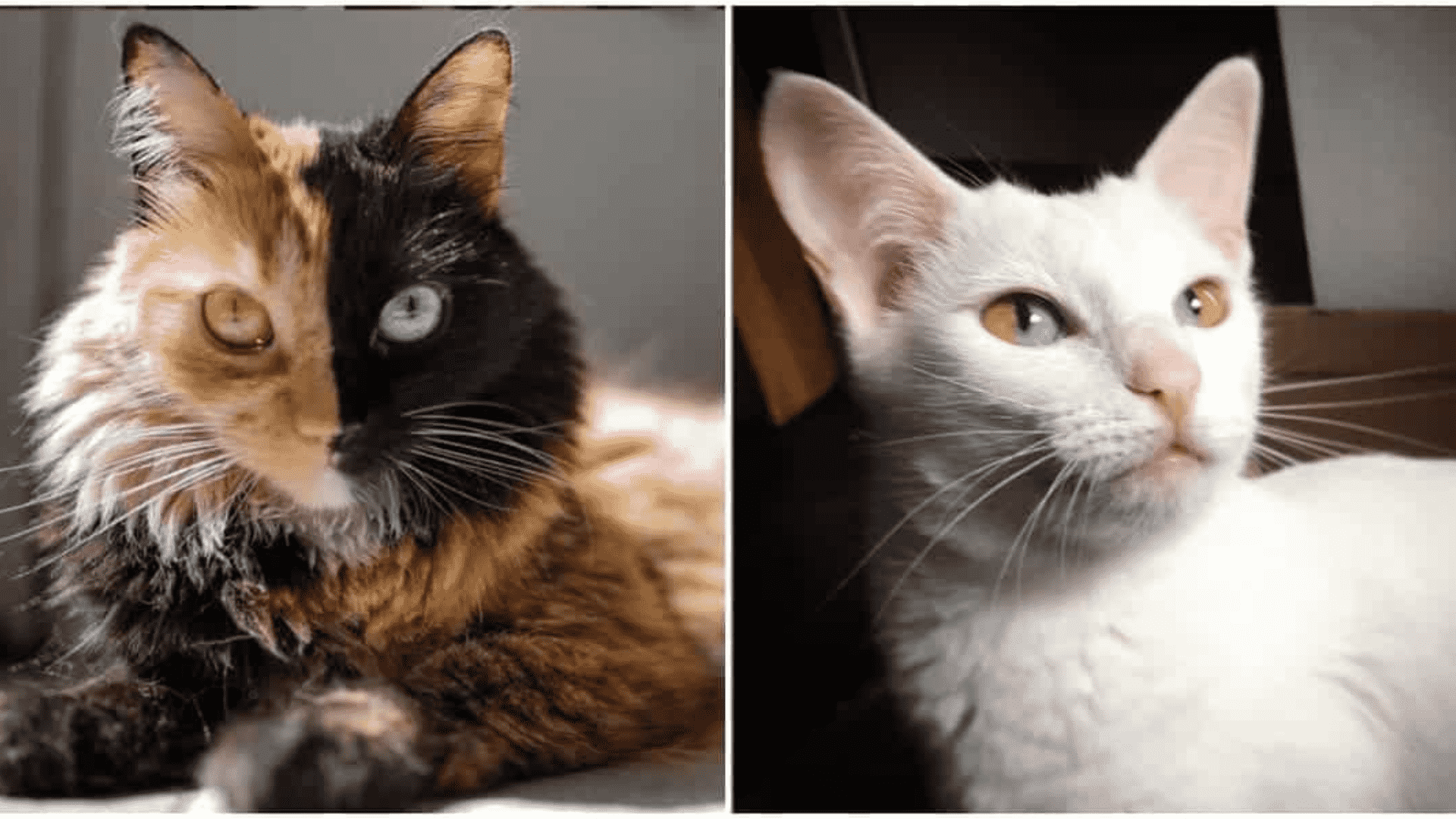 Two Different Eye Color Cat Price in India 2024