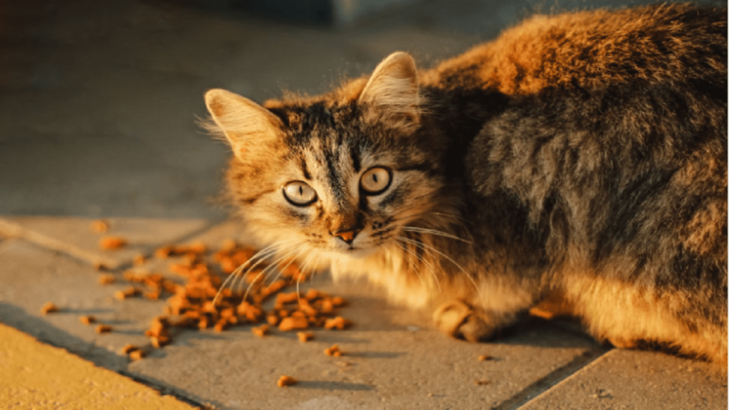 best cat food for persian cats