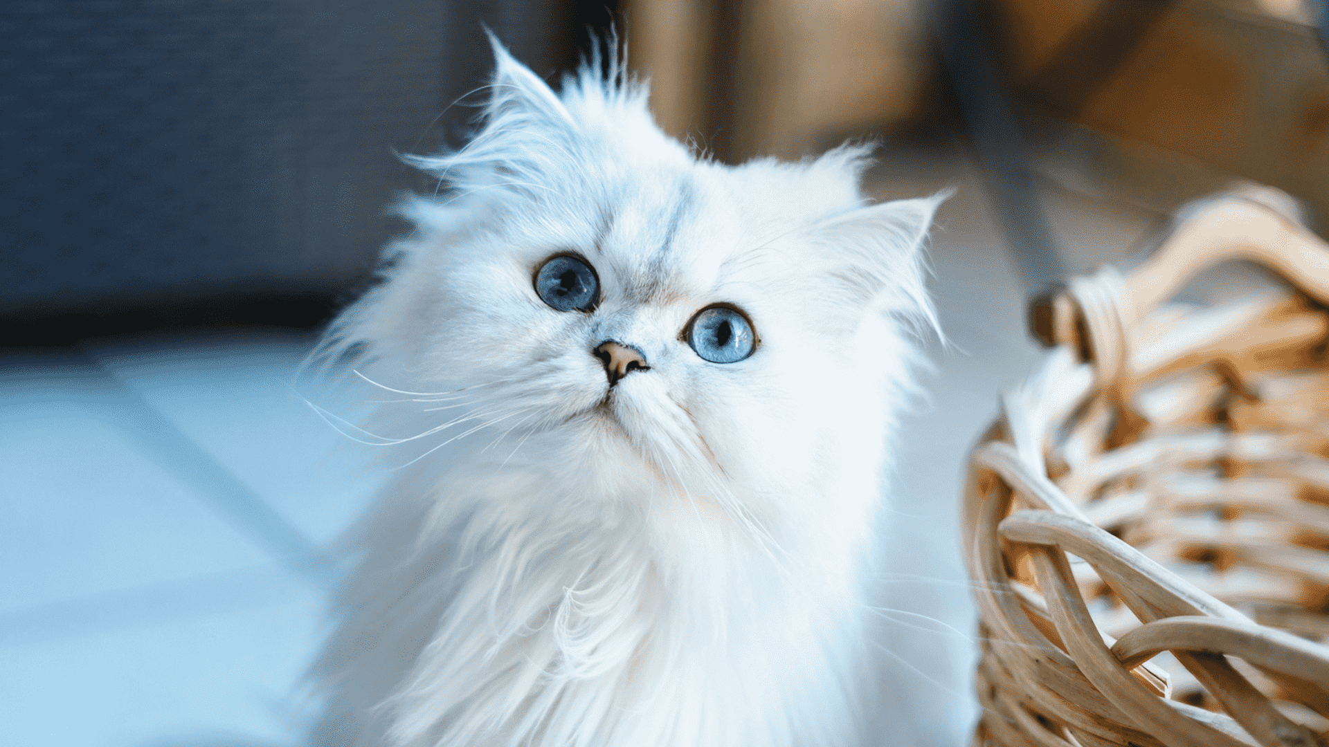 cost of persian cats in hyderabad