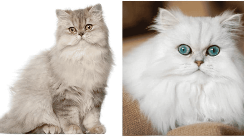 cost of persian cats in hyderabad