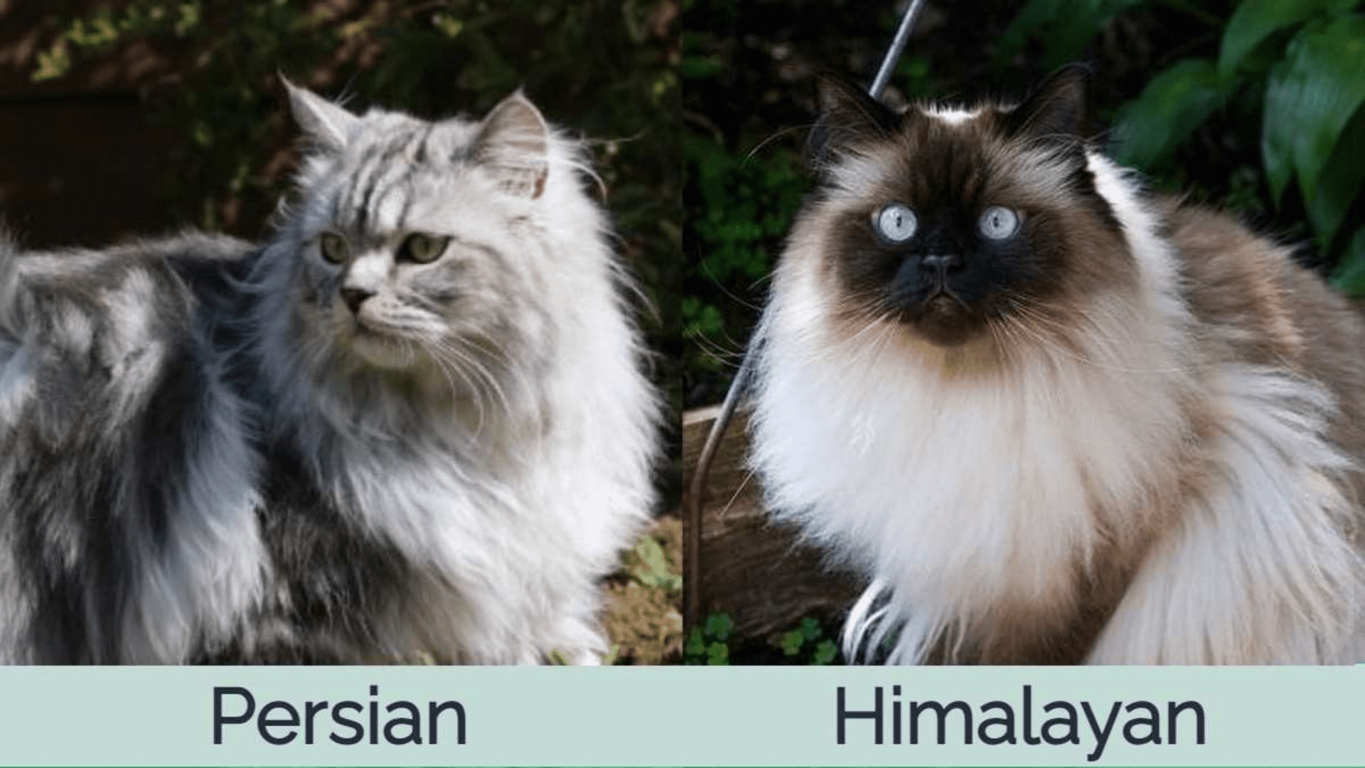 himalayan persian cat price in pakistan