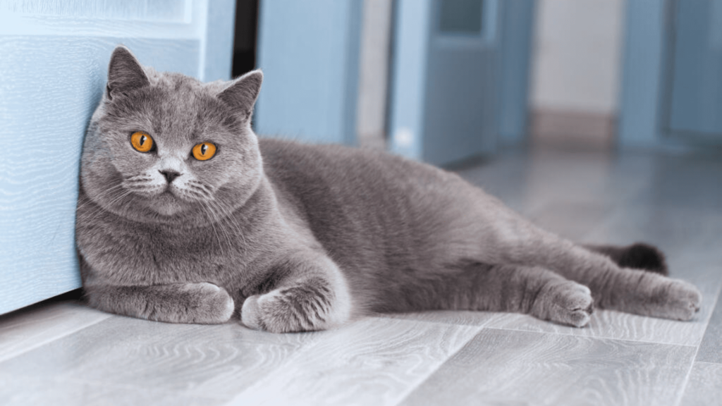 cutest cat breeds British-shorthair