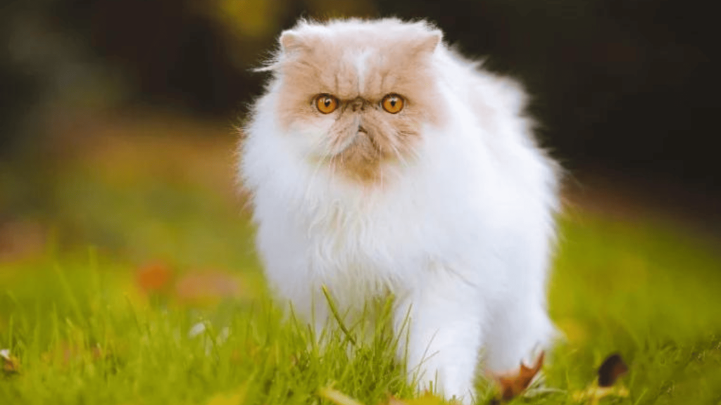 cutest cat breeds white-persian-cat