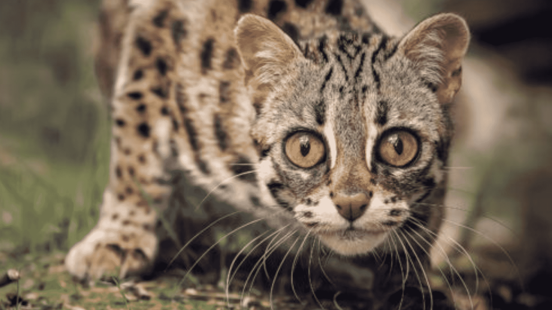 Asian Leopard Cat Price in USA 2024