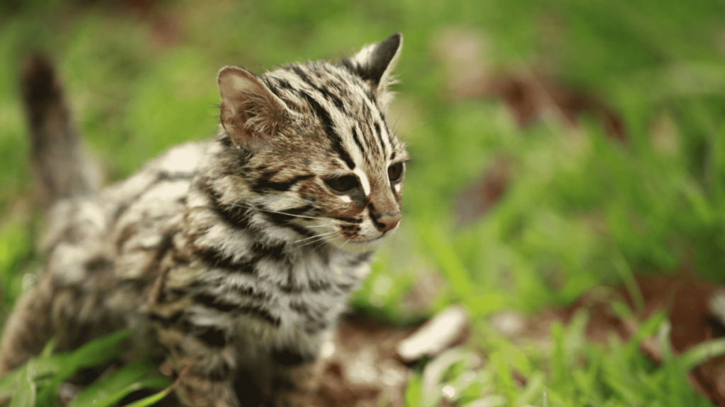 Asian Leopard Cat Price in USA 2024
