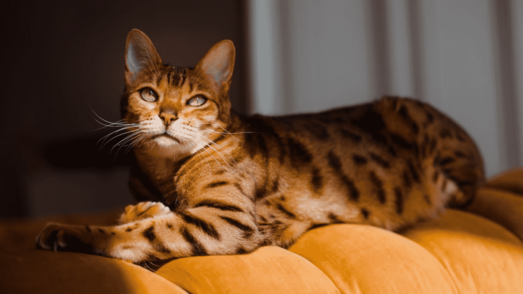 Rusty Spotted Cat Price in India 2024