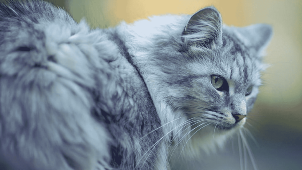 grey persian cat price in kolkata 2024