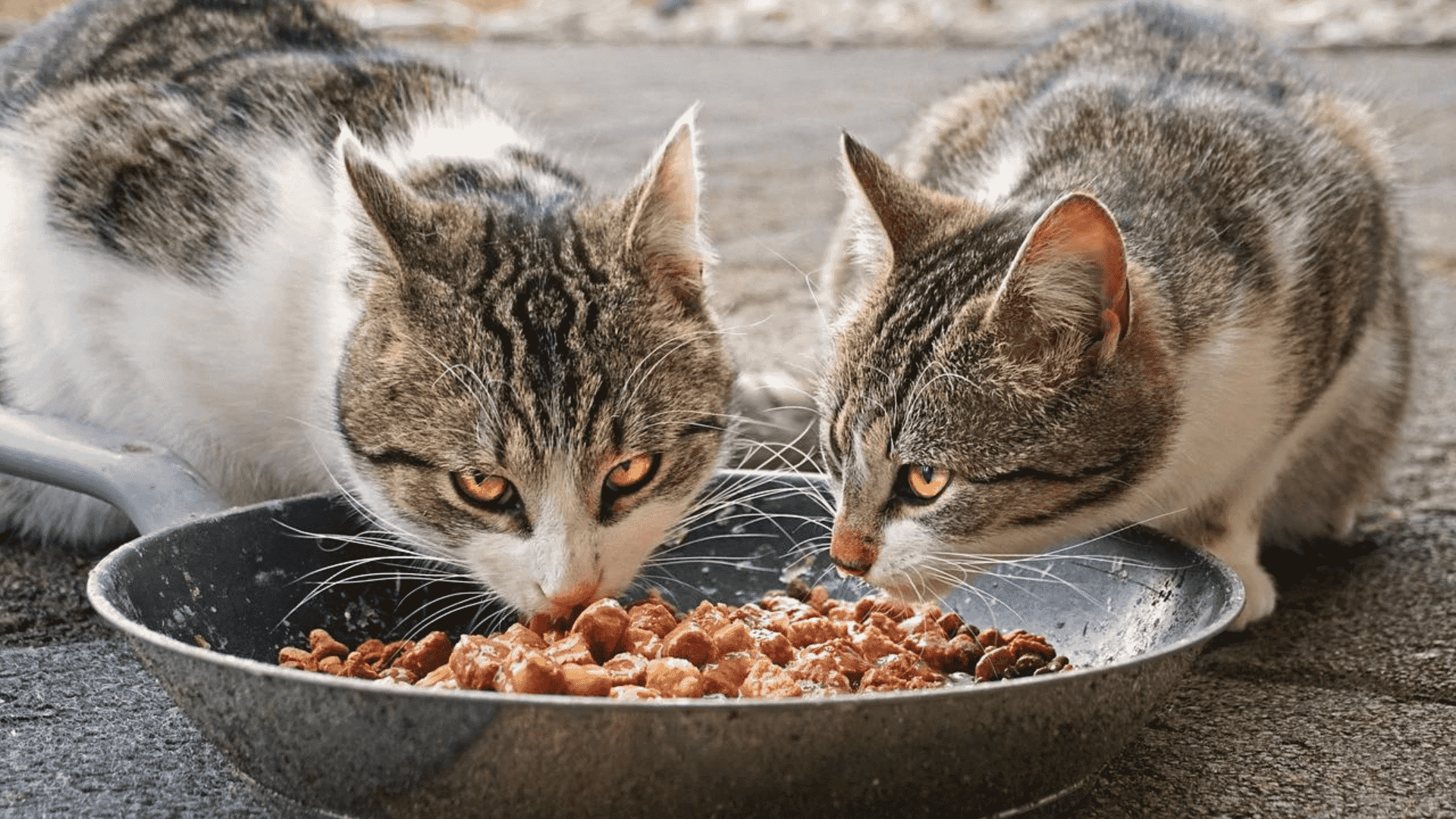 how much wet food to feed cat
