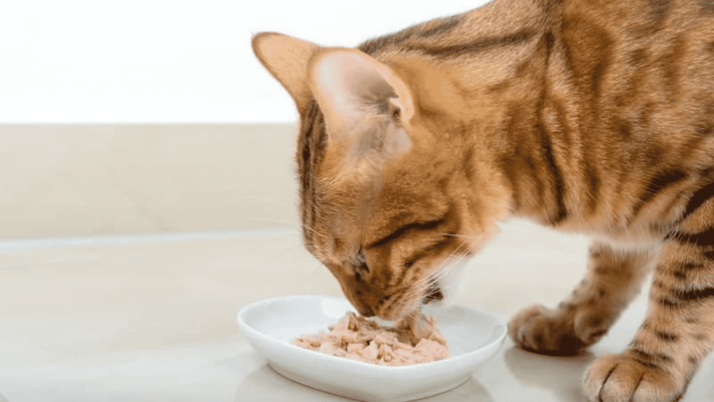 how much wet food to feed cat Fancy Feast Classic Paté Wet Cat Food in USA