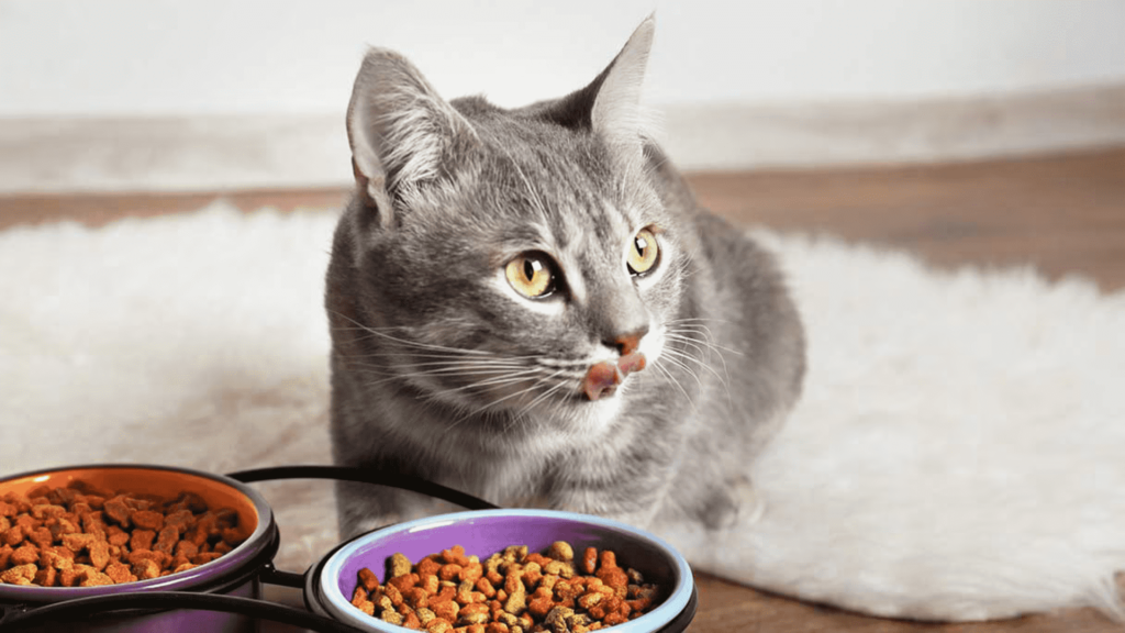 how much wet food to feed your cat