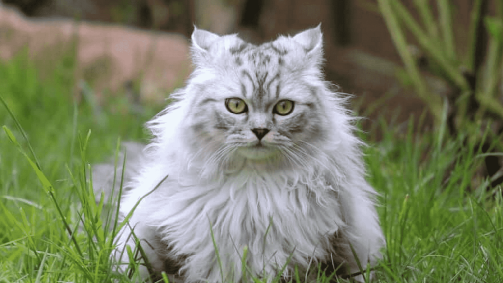 grey persian cat price in kolkata 2024